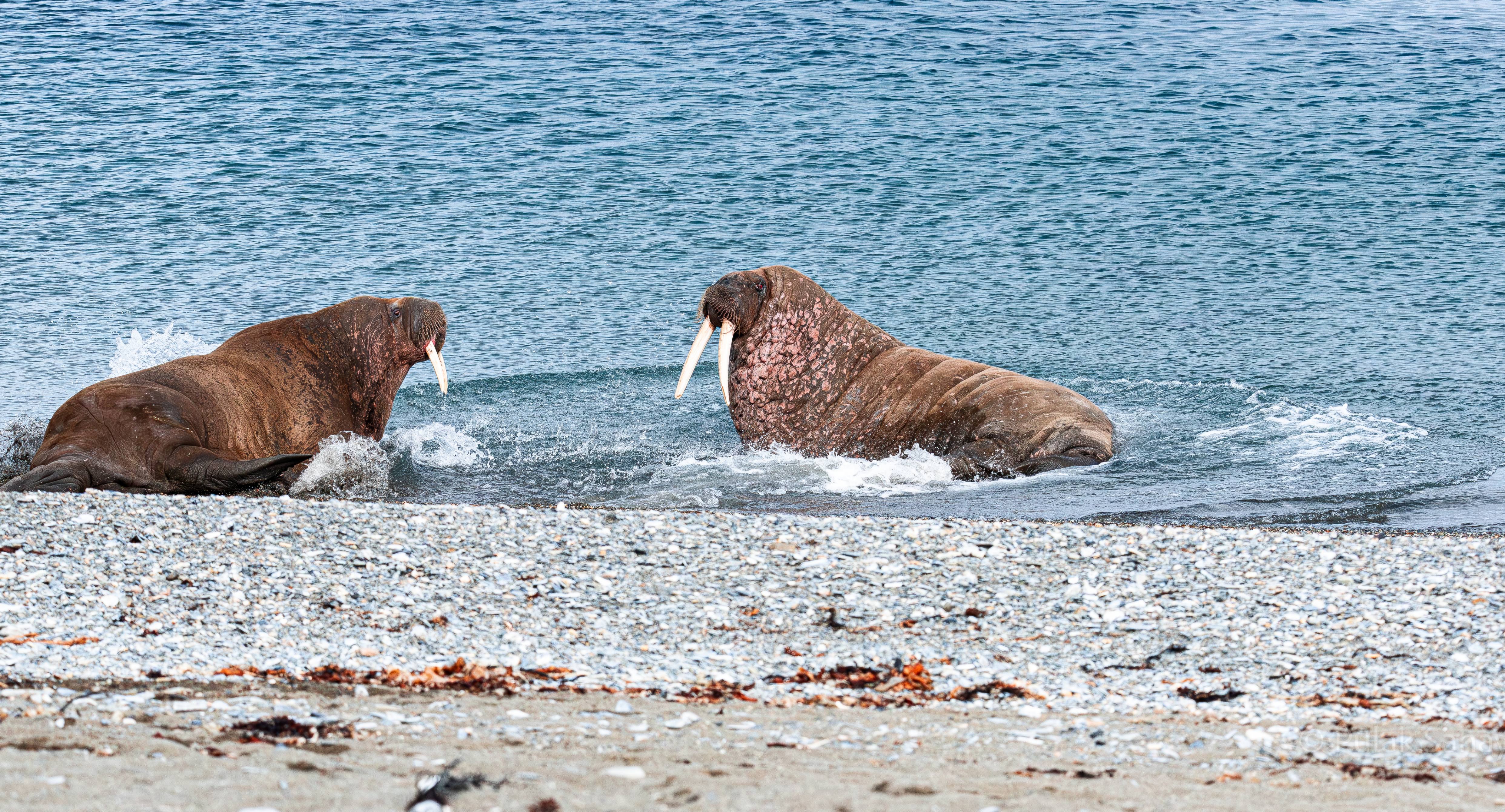 Face off between two Walrus